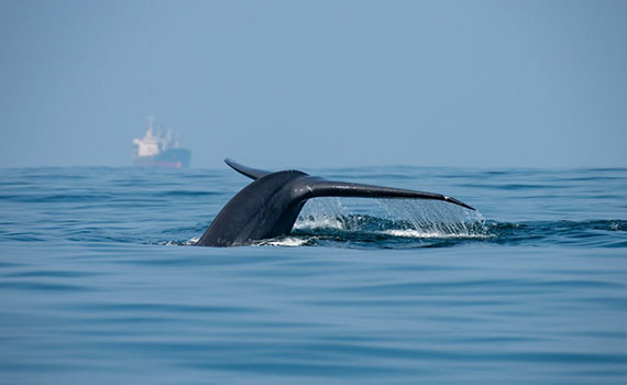 whales watching